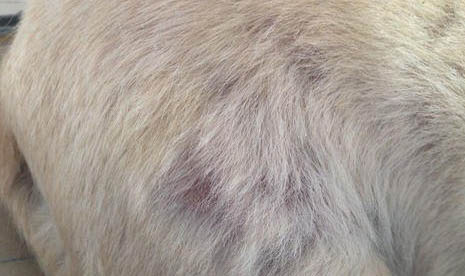 犬瘟痊愈后多久可以接觸其它狗