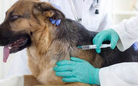 犬瘟熱從初期到死亡一般幾天