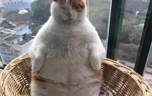 貓咪拉血了