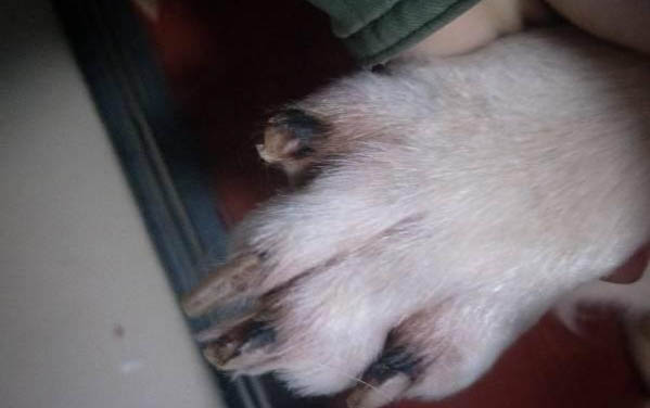 為什么狗狗會生螨蟲病呢
