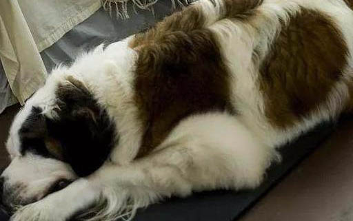 狗狗產后缺鈣抽搐多久致死啊