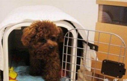 犬螨蟲病癥狀