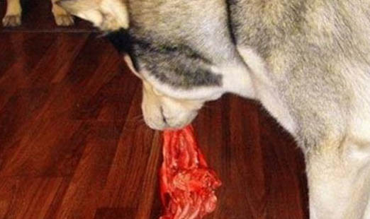狗狗腳掌爛了怎么處理