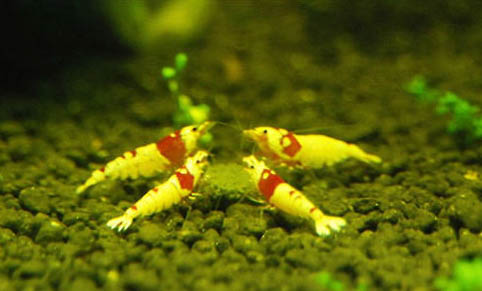 水晶蝦和孔雀魚能一起養(yǎng)嗎
