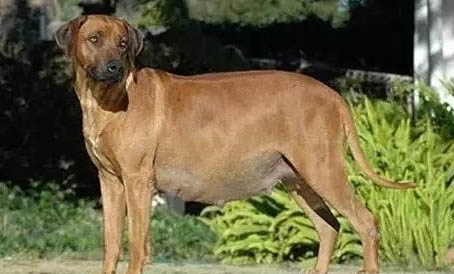 狗狗得細小吃什么藥好得快