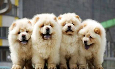 松獅犬的壽命是多少