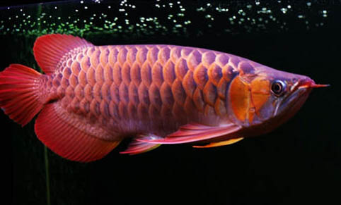 龍魚為什么在水底游