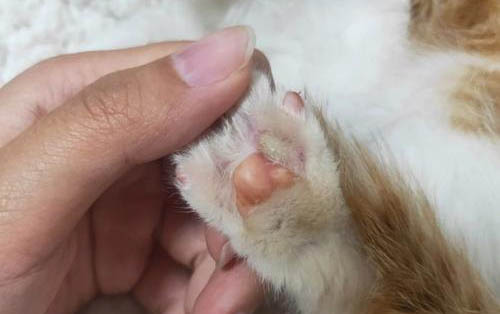 貓咪走丟有什么方法可以找回