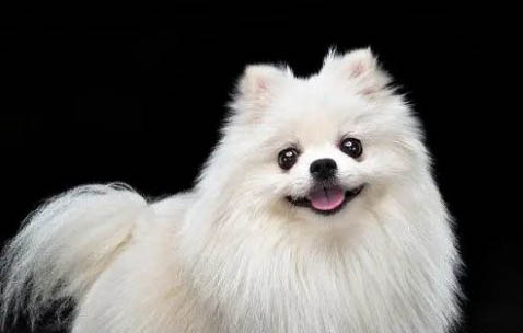 博美犬瘟初期癥狀有哪些