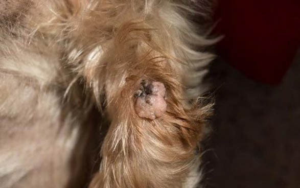 狗狗吃多了拉肚子怎么辦