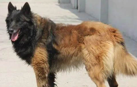 預防狗狗得細小和犬瘟打什么針好