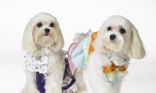 西施犬老喝水的原因及處理方法