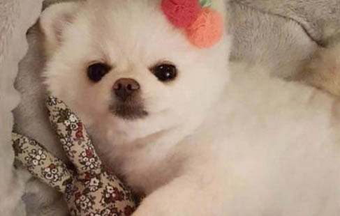 狗狗可以吃玉米嗎