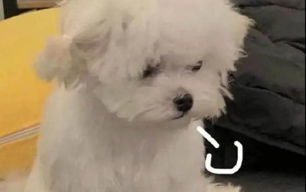 狗多大可以吃蔬菜