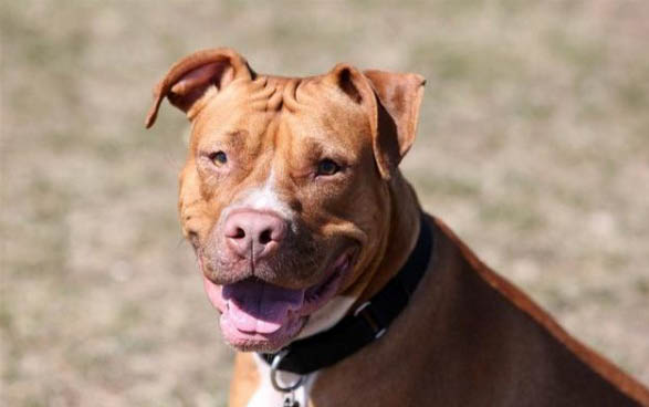 黑色比特犬是純種嗎