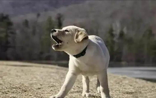 幼犬睡著了呼吸很快正常嗎