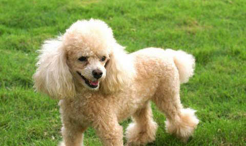 貴賓犬手術(shù)傷口多久恢復(fù)