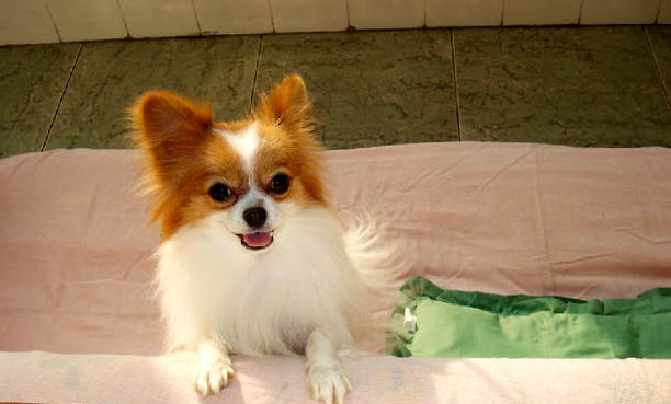 蝴蝶犬智商高嗎?