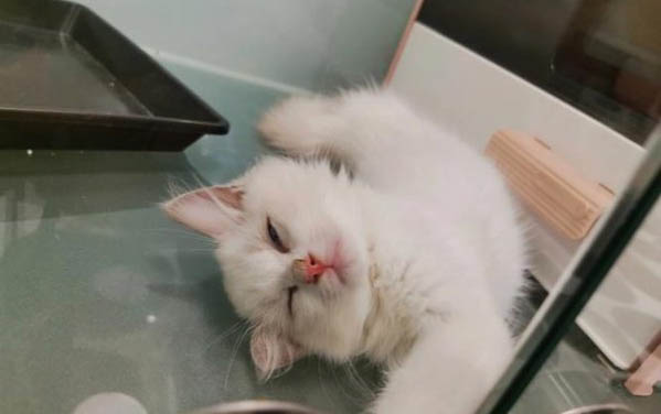 小貓耳朵里有黑色污垢正常嗎