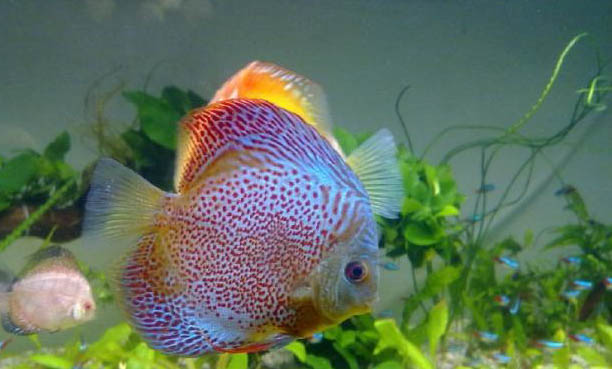 狗狗吃了魚刺怎么軟化排出來