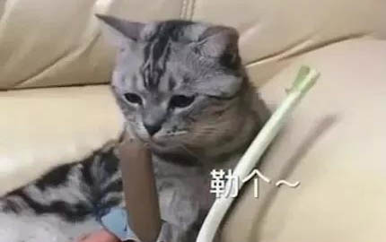哈士奇脫毛期多久