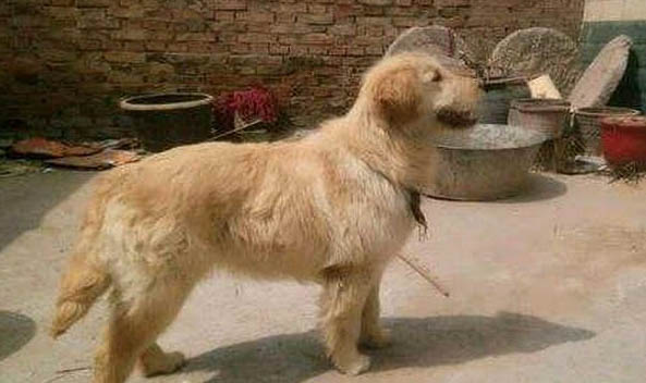 金毛犬的智商排名