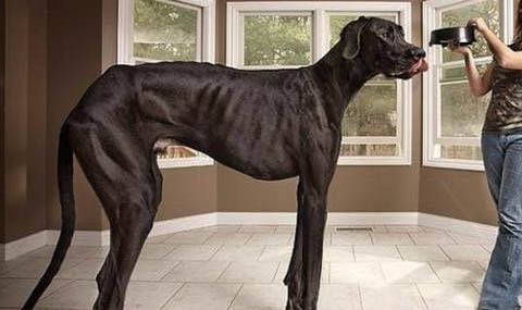 大丹犬性格特點是什么