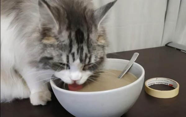 貓換新環境要多久恢復