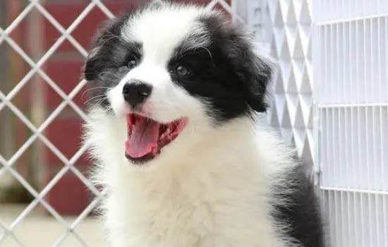 狗狗可以吃核桃嗎?