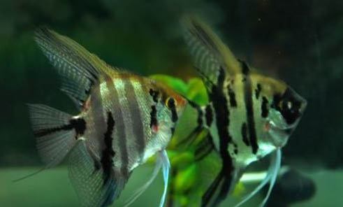 七彩神仙魚是熱帶魚還是冷水魚