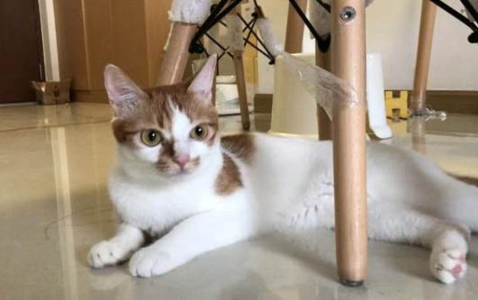 有哪些品種的貓咪適合懶人鏟屎官飼養呢?
