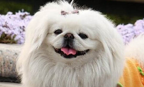 京巴犬狗的身上臭如何辦?