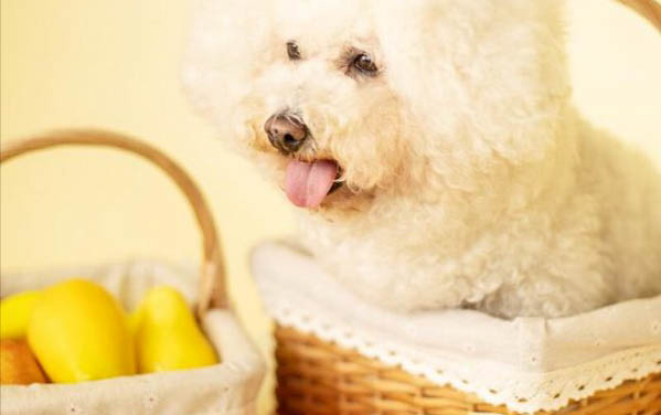比熊得了犬瘟撐多久