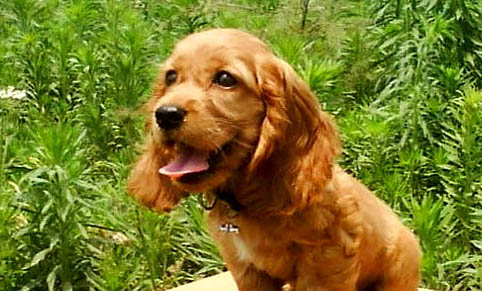 美國可卡犬犬瘟熱可以驅(qū)蟲嗎