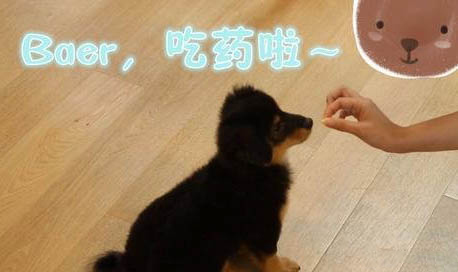狗絳蟲會傳染給人嗎