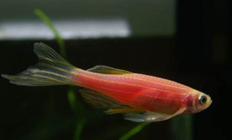 斑馬魚死亡前兆?