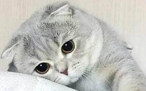 貓咪得貓蘚會自愈嗎