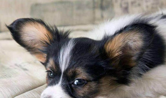 蝴蝶犬吐白色粘稠液體的原因及處理方法