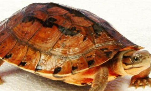 金錢龜吃什么飼料