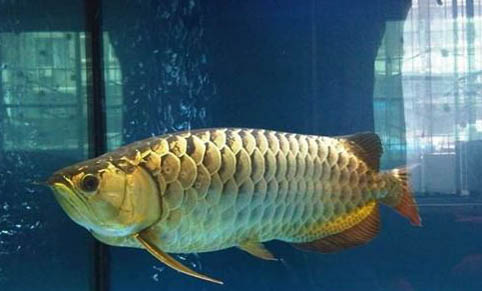 金龍魚(yú)多久喂食一次比較好
