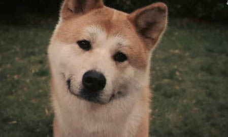 狗吃不吃狗肉