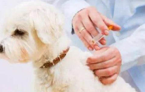 狗狗安樂死的藥在哪里買?