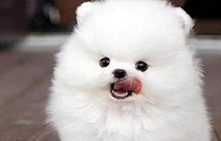 博美狗狗怎么看年齡
