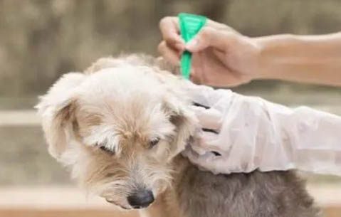 狗腸胃不好怎么調理呢?