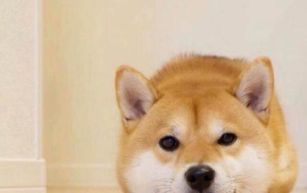 棉花面紗犬哪里有賣