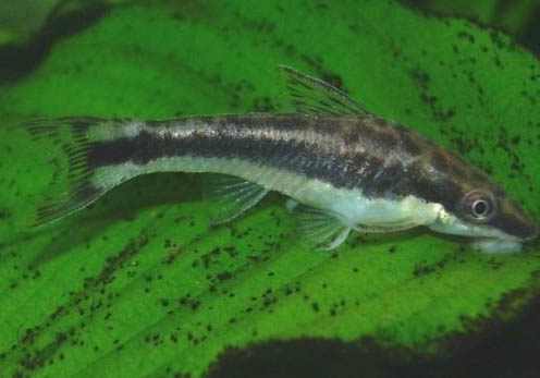 自來水養魚怎么處理水