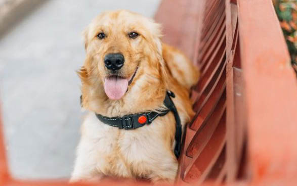 金毛犬嘔吐的原因及處理方法