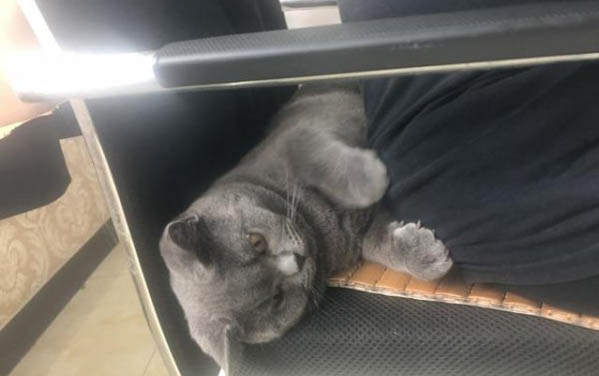小貓喝純牛奶可以嗎