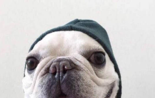 斗牛犬和八哥犬有什么區(qū)別?