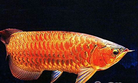 龍魚為什么不能喂海蝦吃